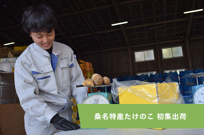 桑名特産たけのこ 初集出荷