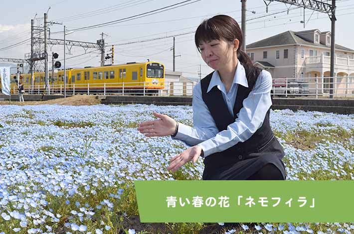 青い春の花「ネモフィラ」