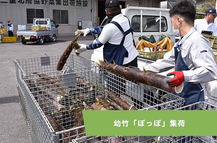幼竹「ぽっぽ」集荷