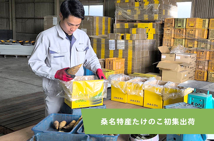 桑名特産たけのこ初集出荷