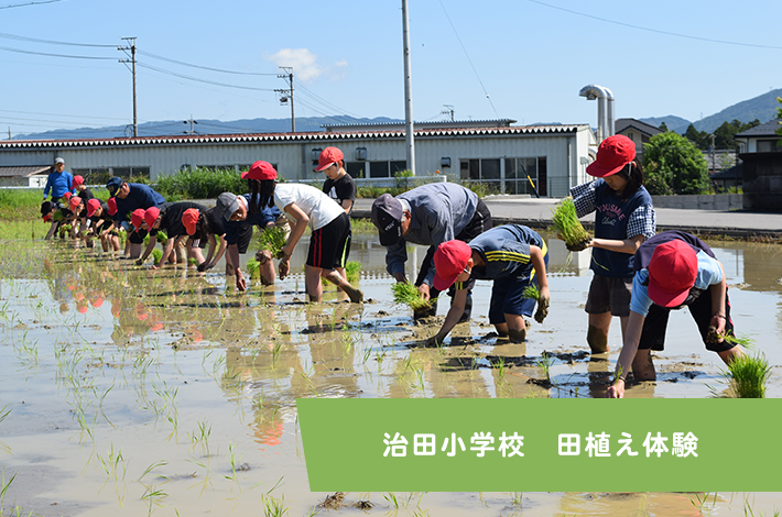 治田小学校　田植え体験