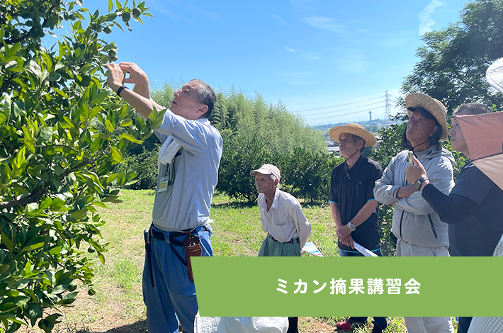 ミカン摘果講習会