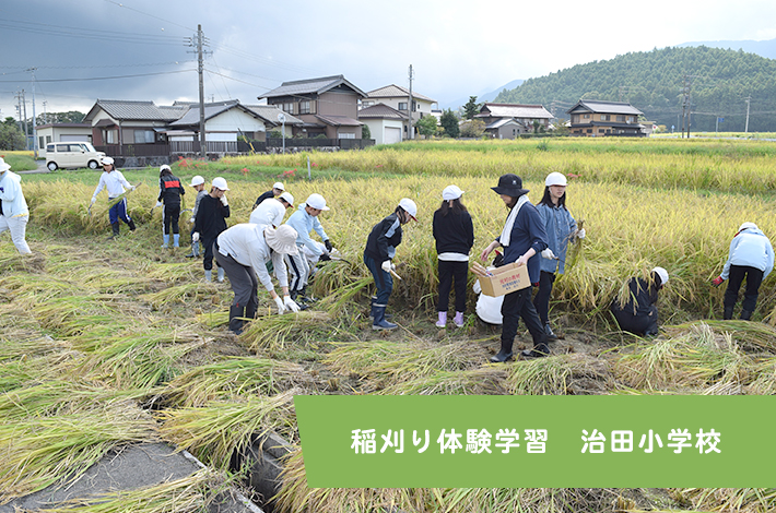 稲刈り体験学習　治田小学校