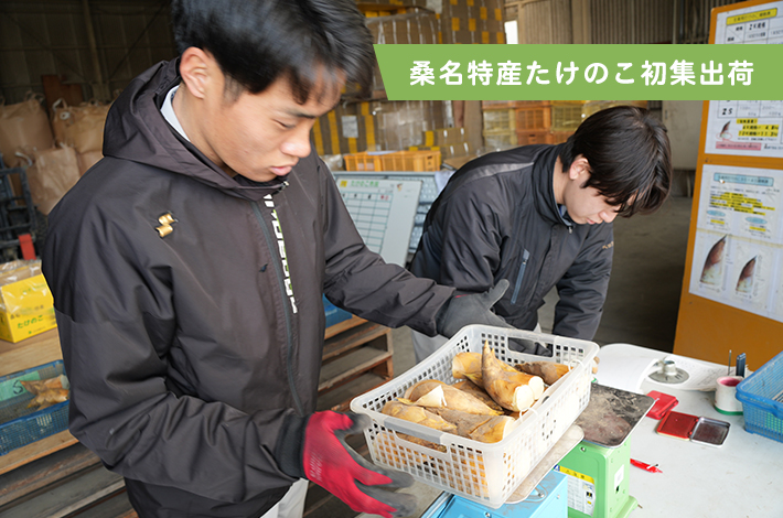 桑名特産たけのこ初集出荷