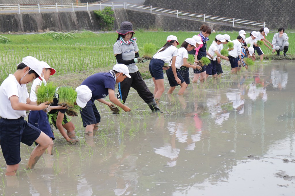 先生もがんばって田植に挑戦。